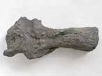 Planohybodus grossiconus cartilage Fossile du jurassique Boulonnais
